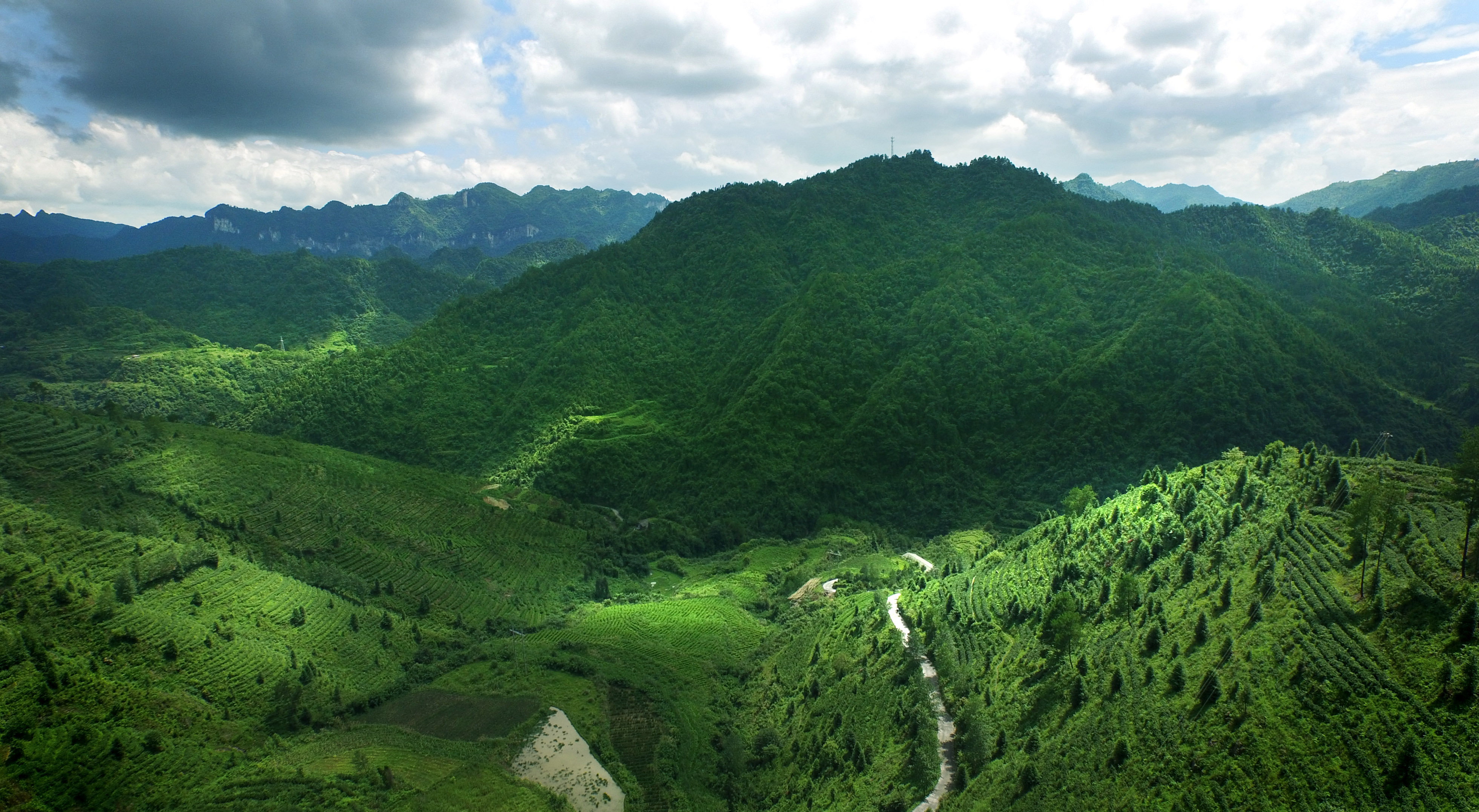 古丈有(yǒu)机茶园航拍图